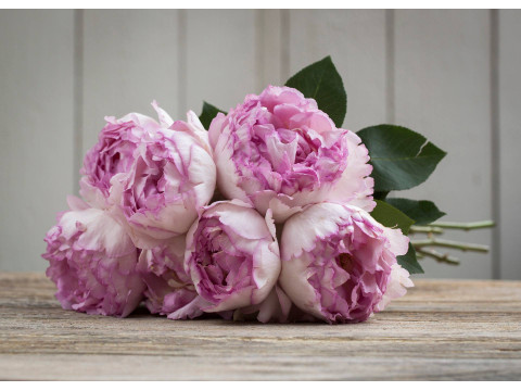 Meilland Jardin & Parfum Rose Pink Yves Piaget